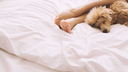 Eindelijk bewezen: Je kunt beter slapen met je hond dan met je partner
