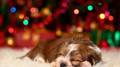 Dit is het perfecte kerstcadeau voor je hond