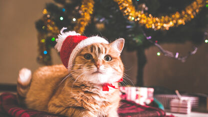 Dit is de ultieme kerstboom voor kattenvrouwtjes