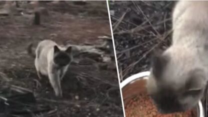 VIDEO: Huiskat Timber wordt teruggevonden na brand en je houdt het niet droog