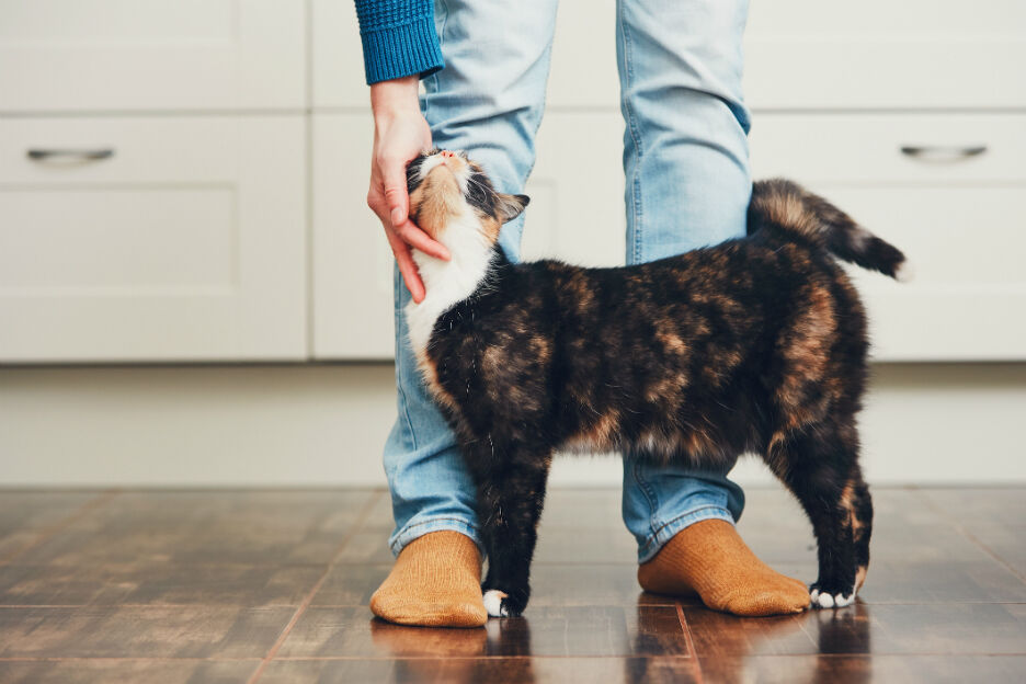 O nee, de kat plast in huis!