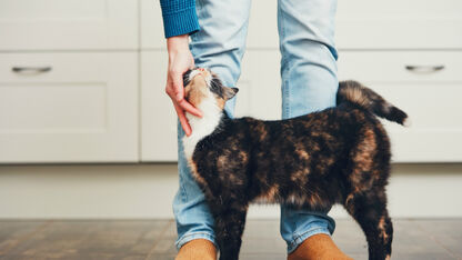 O nee, de kat plast in huis!