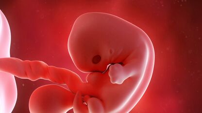7 weken zwanger: een beginnend skelet en functionerende hersenen