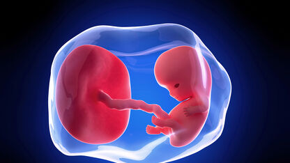 9 weken zwanger: armen, benen, vingers en tenen