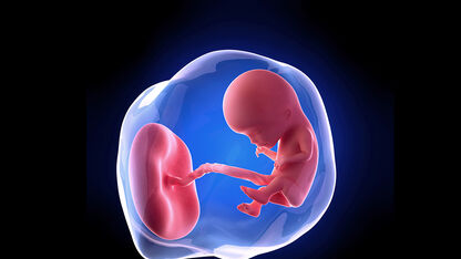12 weken zwanger: De basis is af, jij kunt je baarmoeder voelen