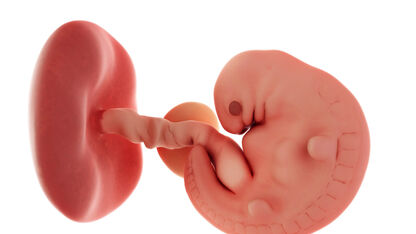 6 weken zwanger: Beginnende bloedsomloop en sluitende neuraalbuis