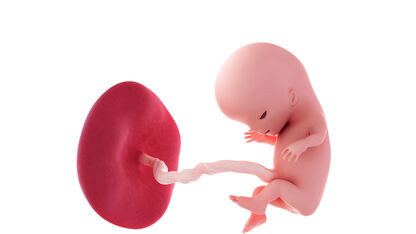 11 weken zwanger: termijnecho en hartje horen kloppen
