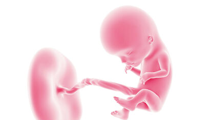 14 weken zwanger: de eerste donshaartjes