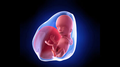 15 weken zwanger: je baby krijgt donshaartjes en oefent met ademhalen