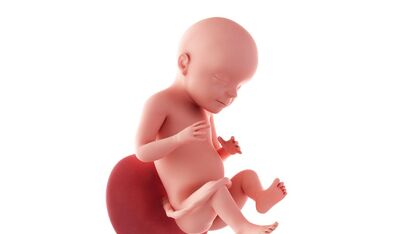 28 weken zwanger: Voorbij het tweede trimester