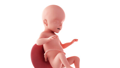 26 weken zwanger: baby groeit als kool