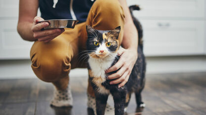 De beste plek voor het voerbakje van je kat