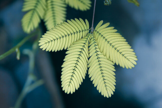 mimosa pudica kruidje roer me niet