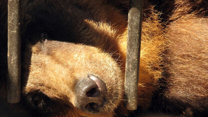 Help 800 beren uit minikooien: teken de petitie!