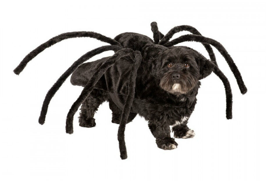 Hilarisch: Xenos verkoopt nu een spinnenkostuum voor je hondje