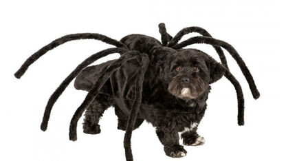Hilarisch: Xenos verkoopt nu een spinnenkostuum voor je hondje