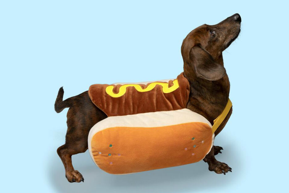 Electrificeren isolatie Ontwaken Hebben: bij HEMA scoor je nu een hotdog-verkleedpak voor je hond