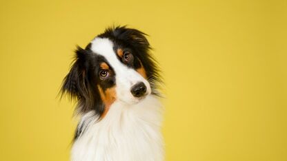 Een echte musthave voor je viervoeter: HEMA verkoopt nu een HEMA-worst hondenspeeltje