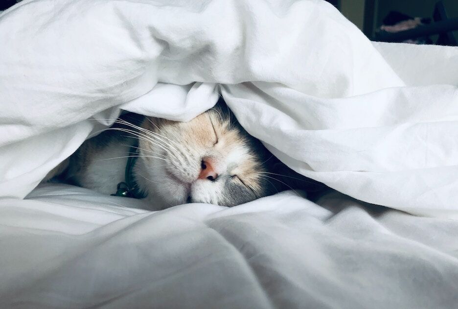 Catlovers opgelet: bestel hier gratis 1,5 kilo kattenvoer van PURINA®