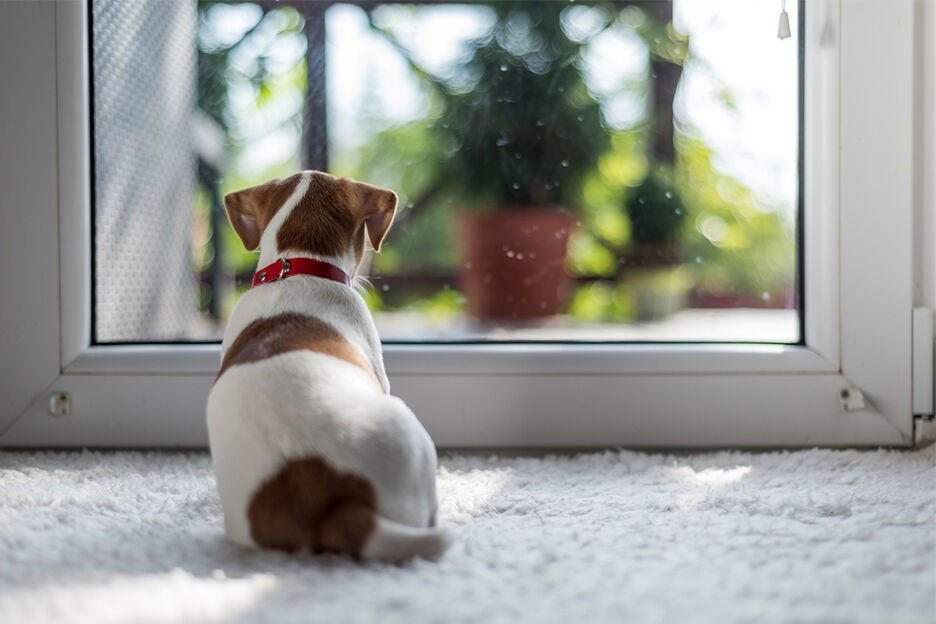 Wat moet je doen als je hond verlatingsangst heeft?