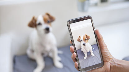 De leukste dieren om te volgen op Instagram