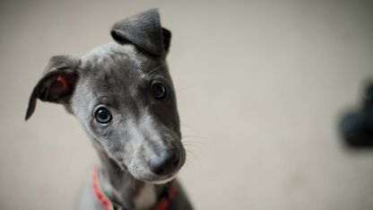 Onderzoek toont aan dat je hond expres puppy-ogen opzet als je kijkt 
