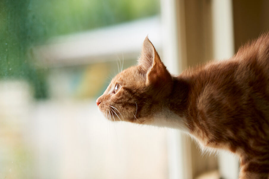 Waarom katten 'kwetteren' als ze een vogel zien