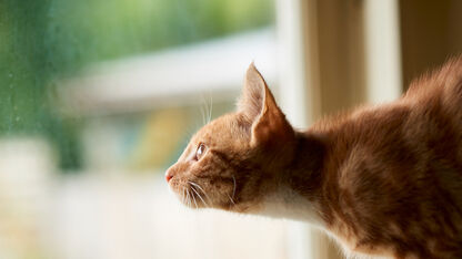 Waarom katten 'kwetteren' als ze een vogel zien