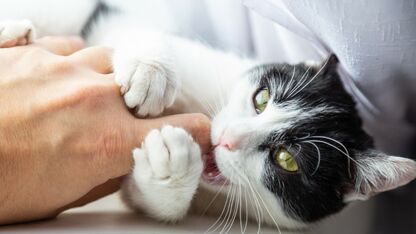 Poesje au: dit kun je doen als je kat bijt