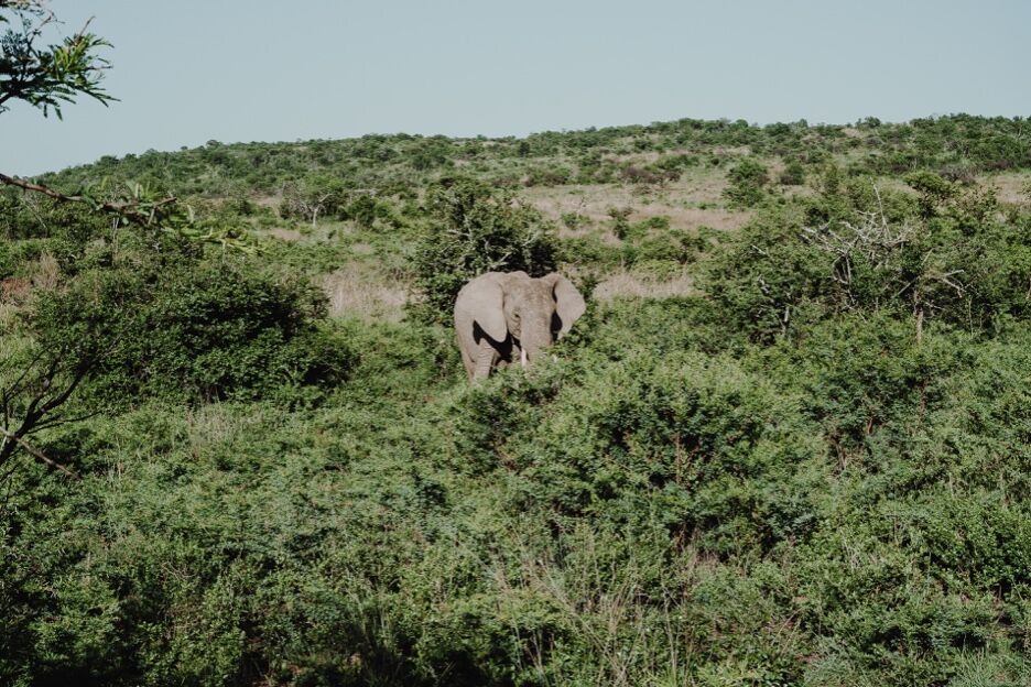 35 x de grappigste Zuid-Afrikaanse woorden