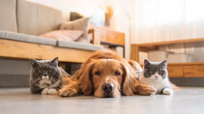 Bijna dierendag: dit zijn de mooiste spullen voor je hond of kat