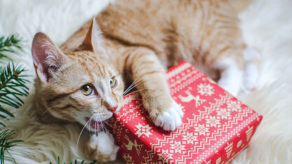 Zo maak je je kerst(boom) katten en honden proof