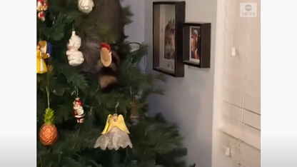 VIDEO: Hilarisch: Vrouw vindt vreemd beest in haar kerstboom