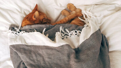 Slapen met een elektrische deken: goed of juist niet?