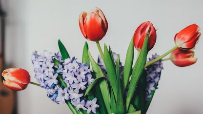 Dankzij dit vreemde trucje voorkom je dat tulpen gaan hangen
