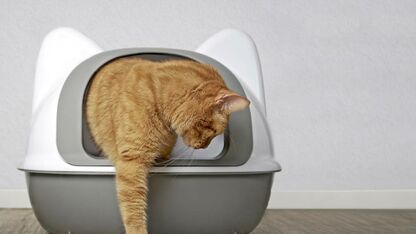 6 tips tegen een stinkende kattenbak