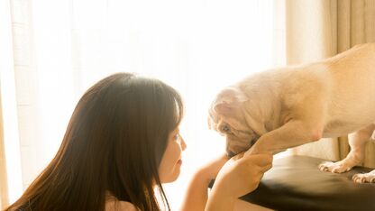 Werkt praten met een babystemmetje tegen een hond echt?