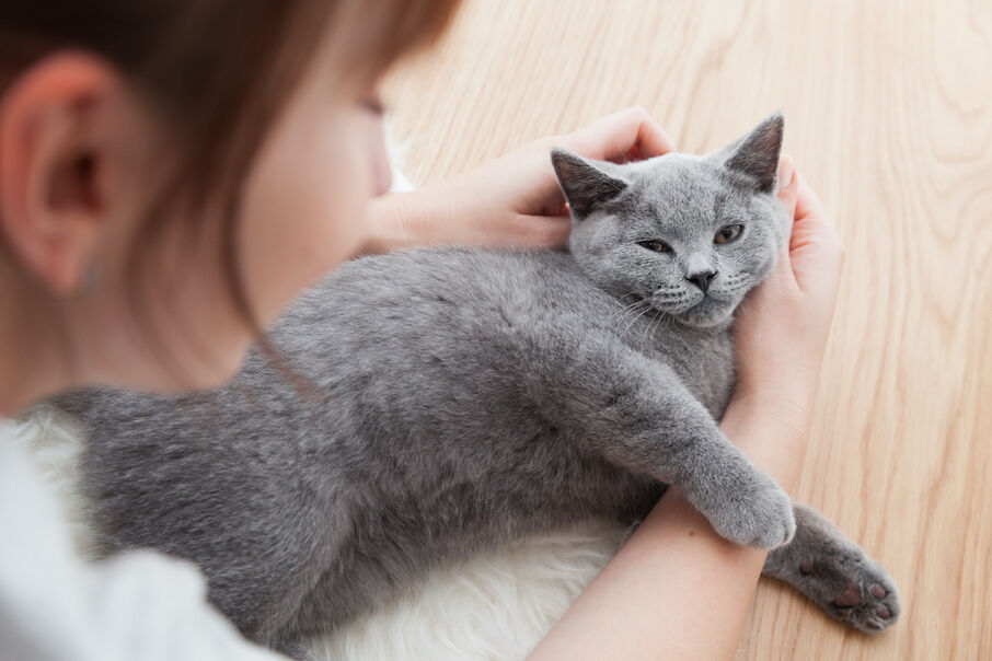 Deze 100 kattennamen waren de populairste van 2020 