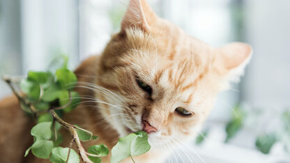 Sloopt je kat je planten? Zo los je dat op