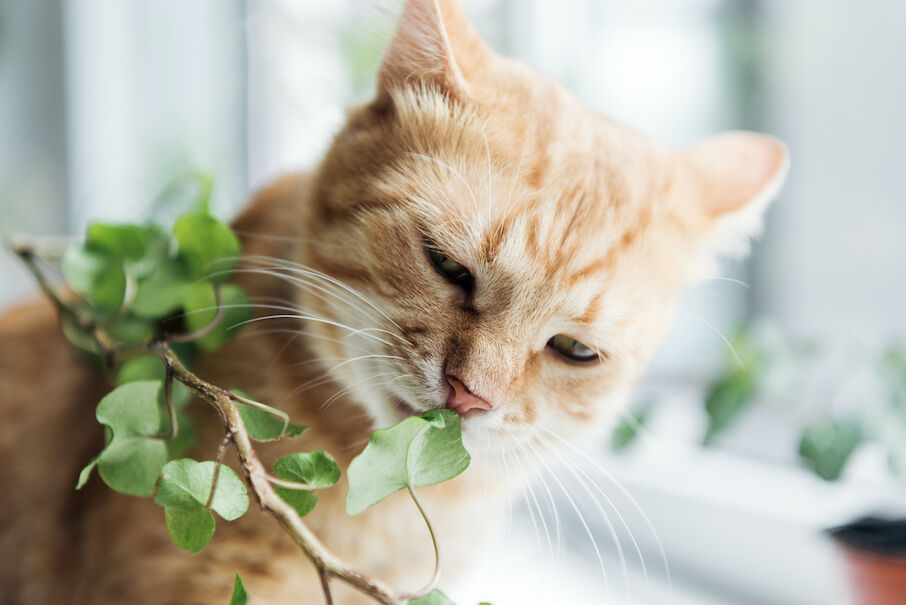 kat sloopt planten
