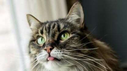Dit is waarom je kat graag aan je haren likt