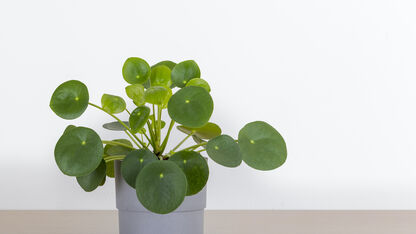 Plantlovers opgelet! Zo stek je een pannenkoekenplant 