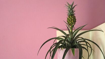 Zo kweek jij je eigen ananasplant