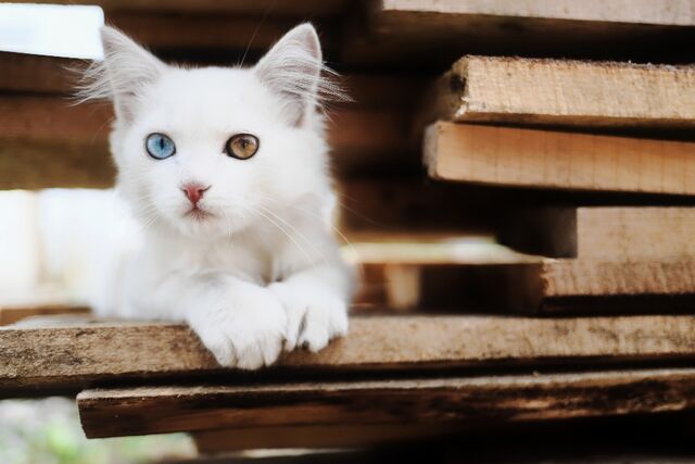 heterochromia kat