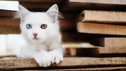 Wauw! Deze katten hebben twee verschillende kleuren ogen