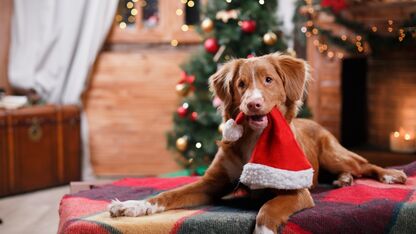 Déze sterrenbeelden mogen zichzelf echte Kerst-lovers noemen