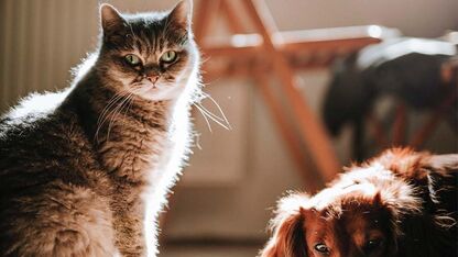 Pas op: de kerstboom is giftig voor katten en honden 