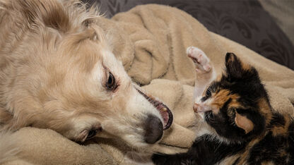Cute! Deze zelfverzekerde kat denkt dat ‘ie een hond is