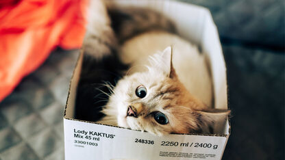 Waarom katten zo graag in een doos zitten (zelfs al is ‘ie onzichtbaar)