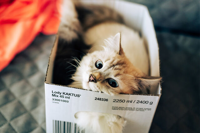 katten waarom houden ze van dozen